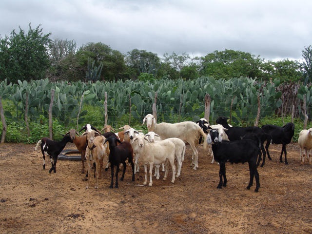 Leia mais sobre o artigo Tecnologias vão garantir alternativa alimentar para caprinos e ovinos