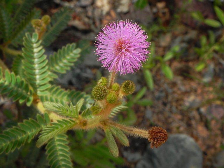 Leia mais sobre o artigo Estudo destaca diversidade de estruturas de flores no Piauí