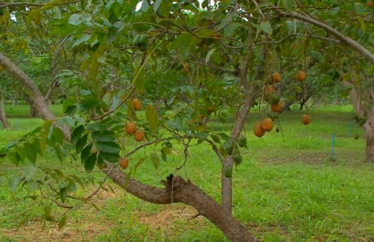 Leia mais sobre o artigo FAPEPI investe em estudo sustentável para produção de cajás no Piauí 