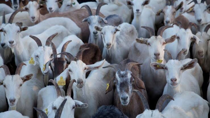 Leia mais sobre o artigo FAPEPI investe em projeto revolucionário para produção de ovinos e caprinos