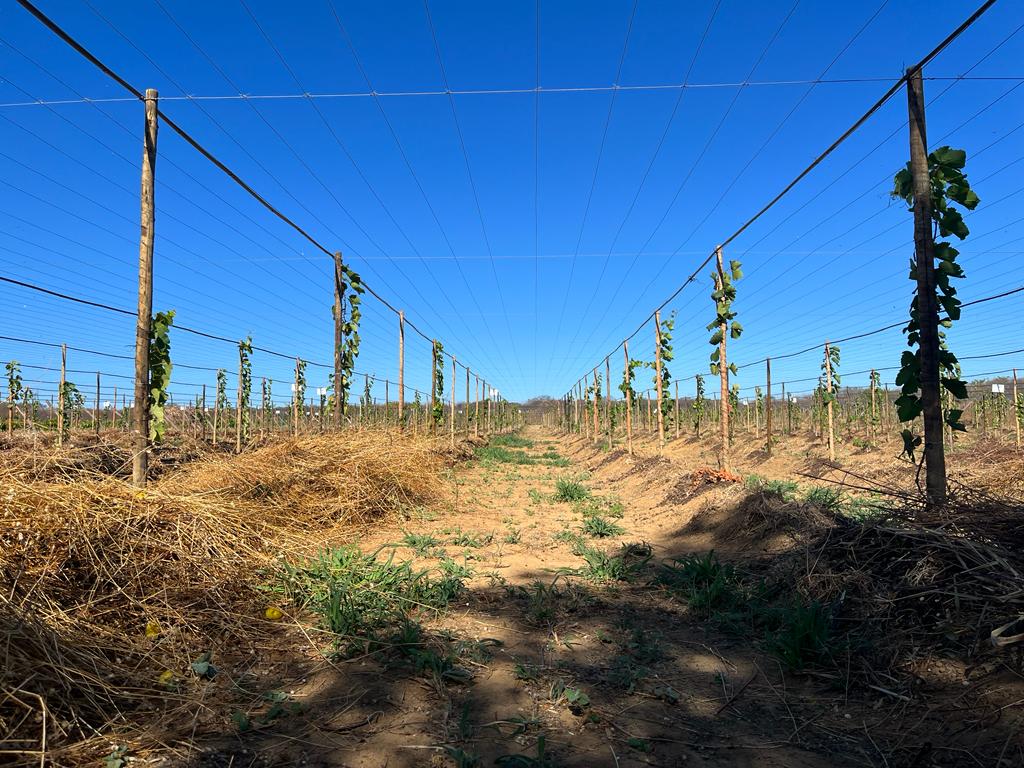 Leia mais sobre o artigo Workshop do Programa de Melhoramento Genético “Uvas do Brasil” promove intercâmbio de conhecimentos no assentamento Marrecas, em São João do Piauí